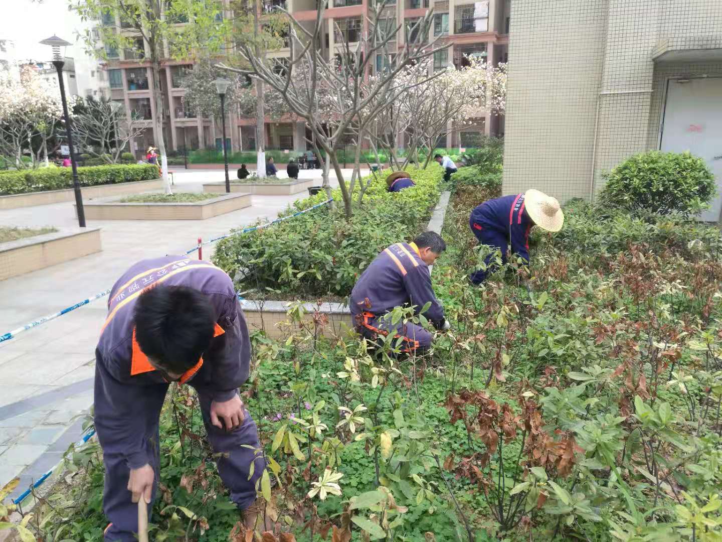 3月24日廣場(chǎng)綠化拔草.jpg